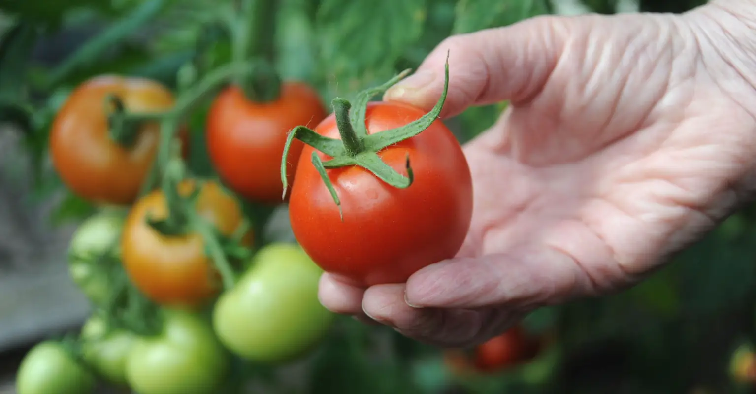 Woman who helped feed 1,600 people in need says her land was salted to stop food growing
