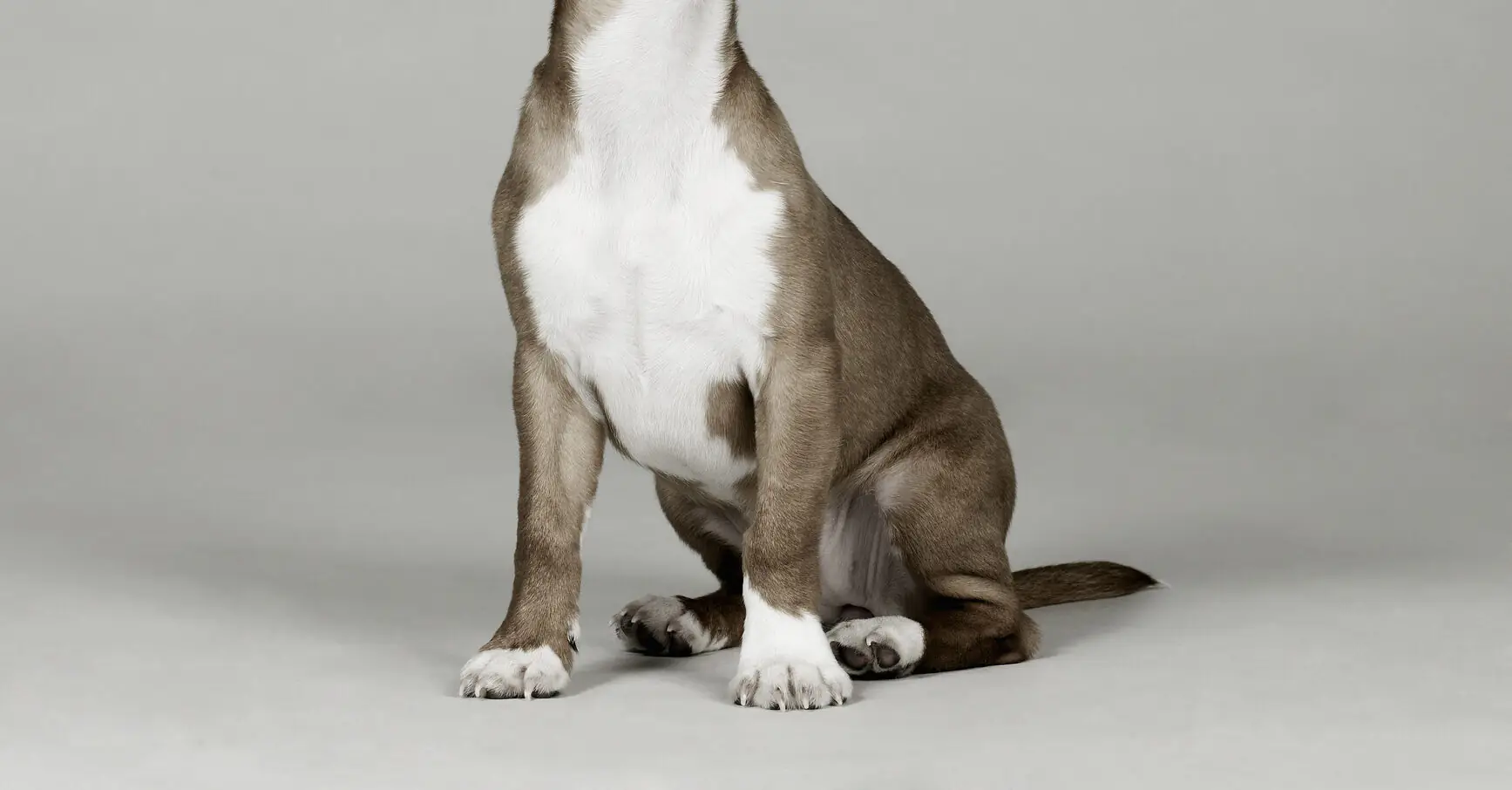 People are really having trouble understanding photo owner took of their dog