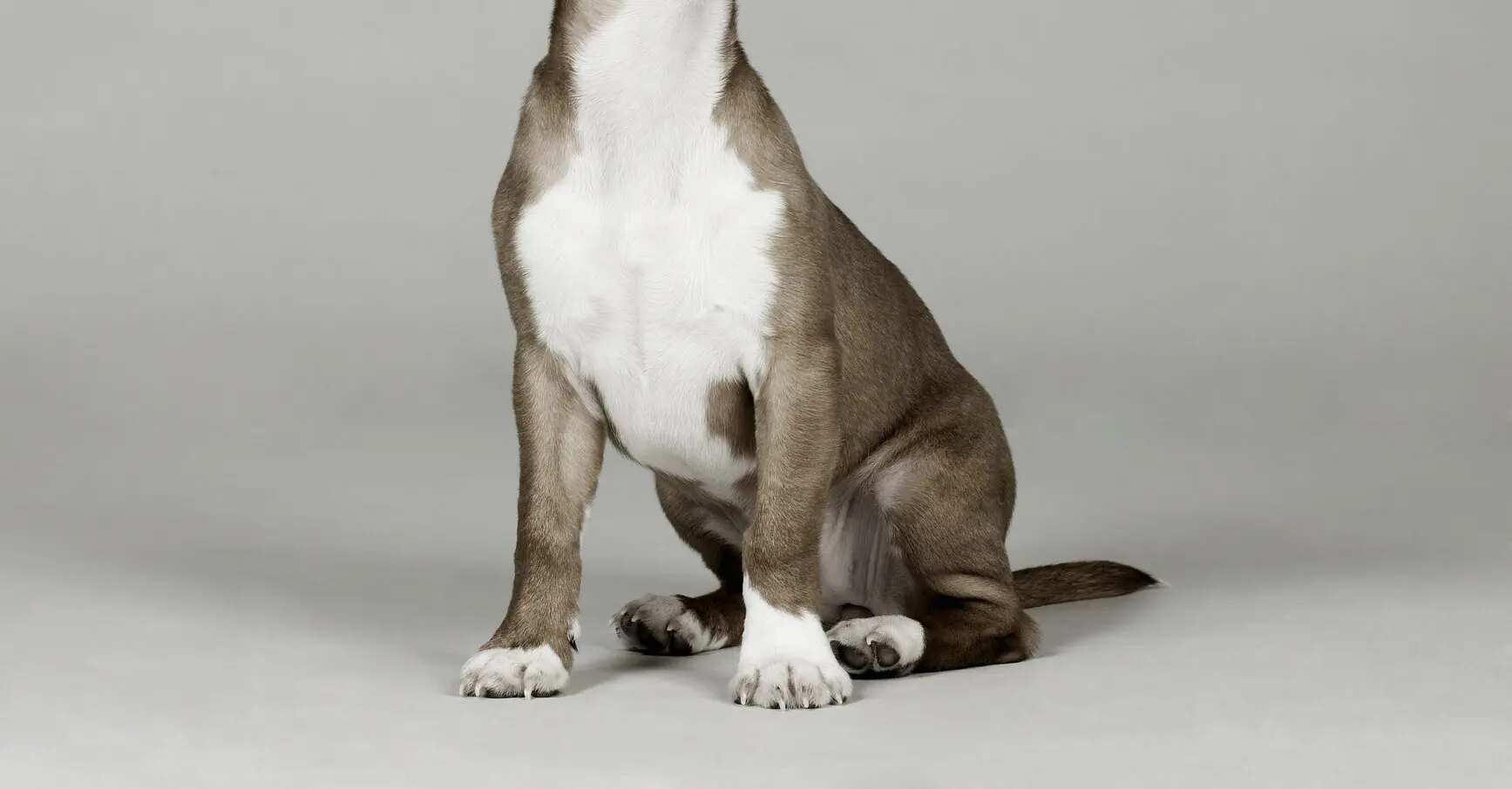 People are really having trouble understanding photo owner took of their dog