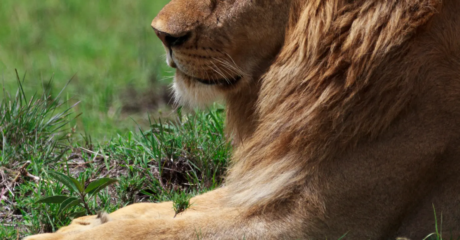 The 'oldest lion in the world' has died aged 19 after being speared by herders