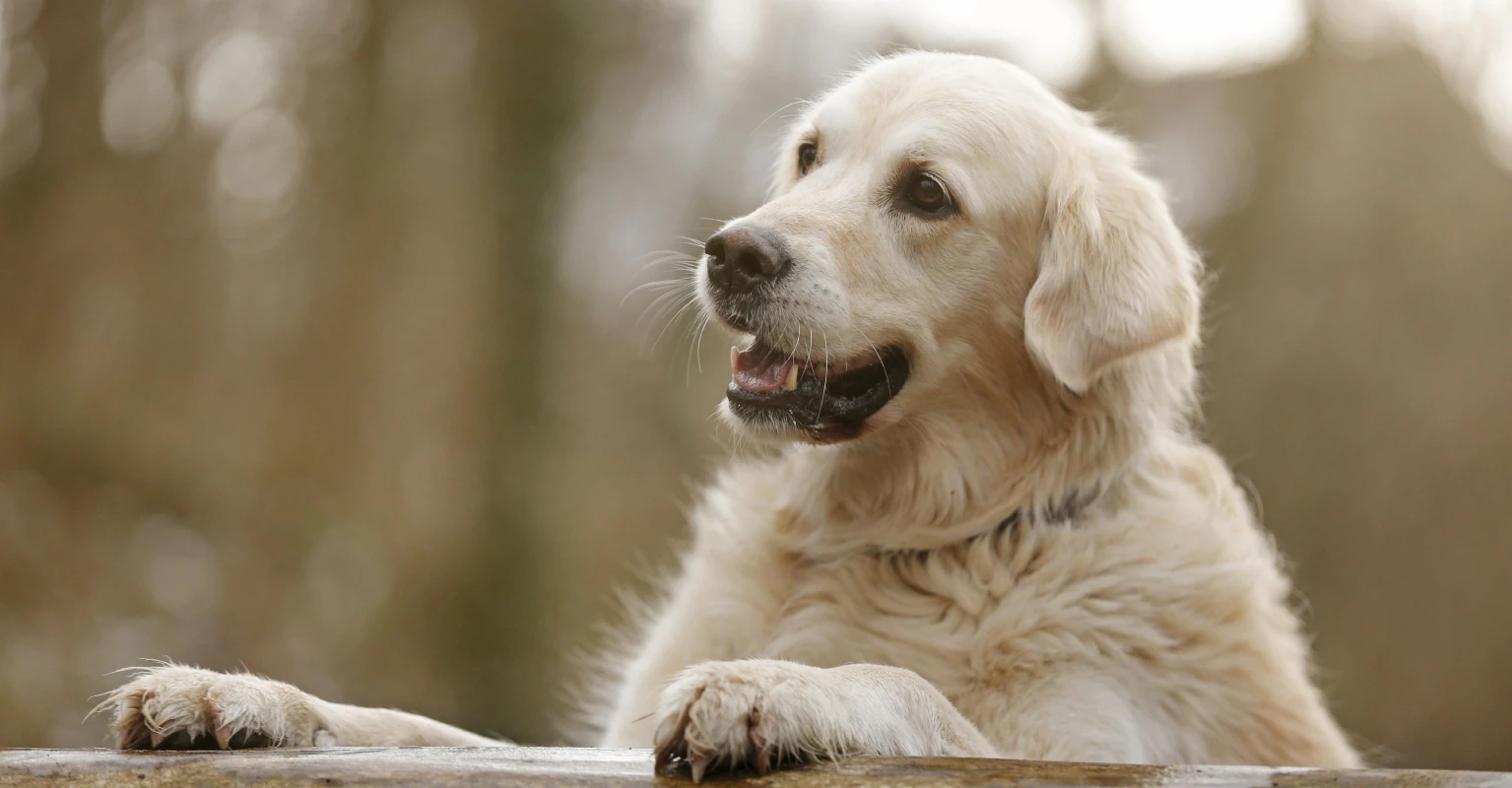 Rescued dog walks 40 miles from new home back to owners who gave him up