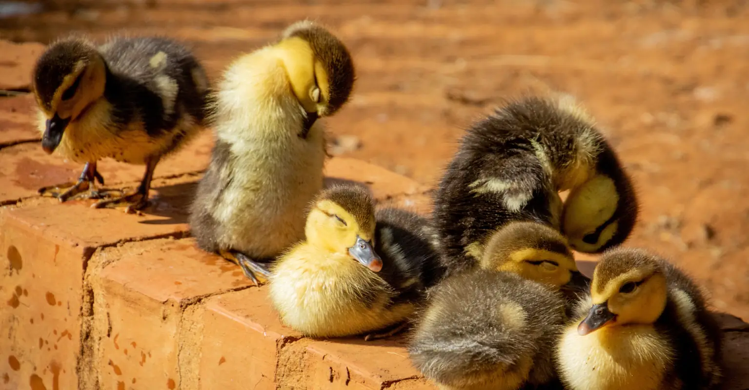 Heroic dad killed in front of his children just moments after helping ducks cross a road