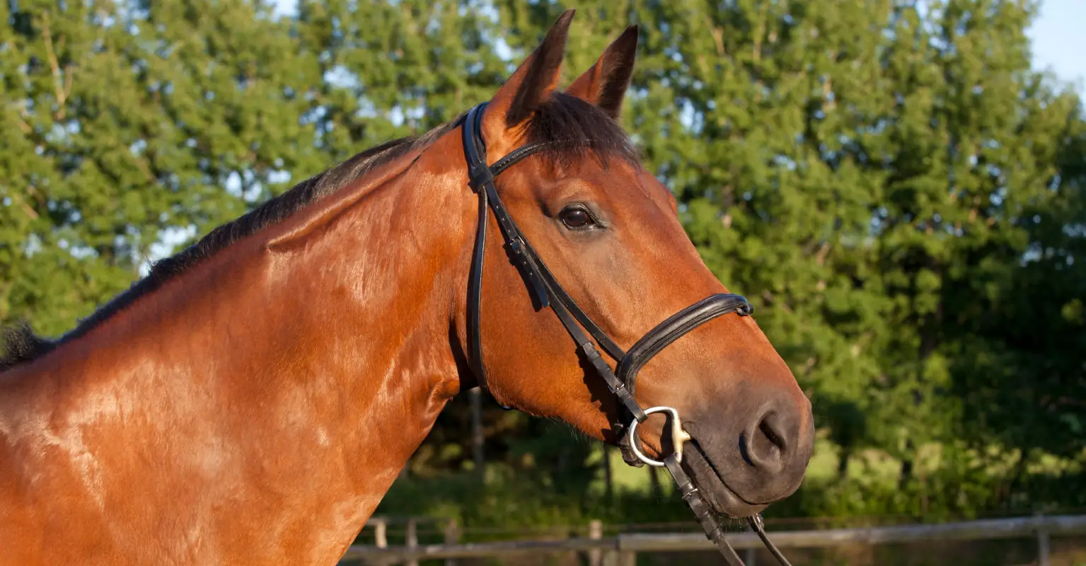 15-year-old girl dies after horse falls on her during equestrian competition