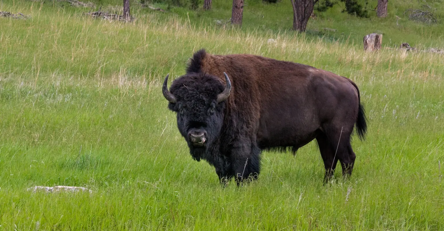 Tourists very narrowly escape being gored after 'trying to pet' bison for selfies