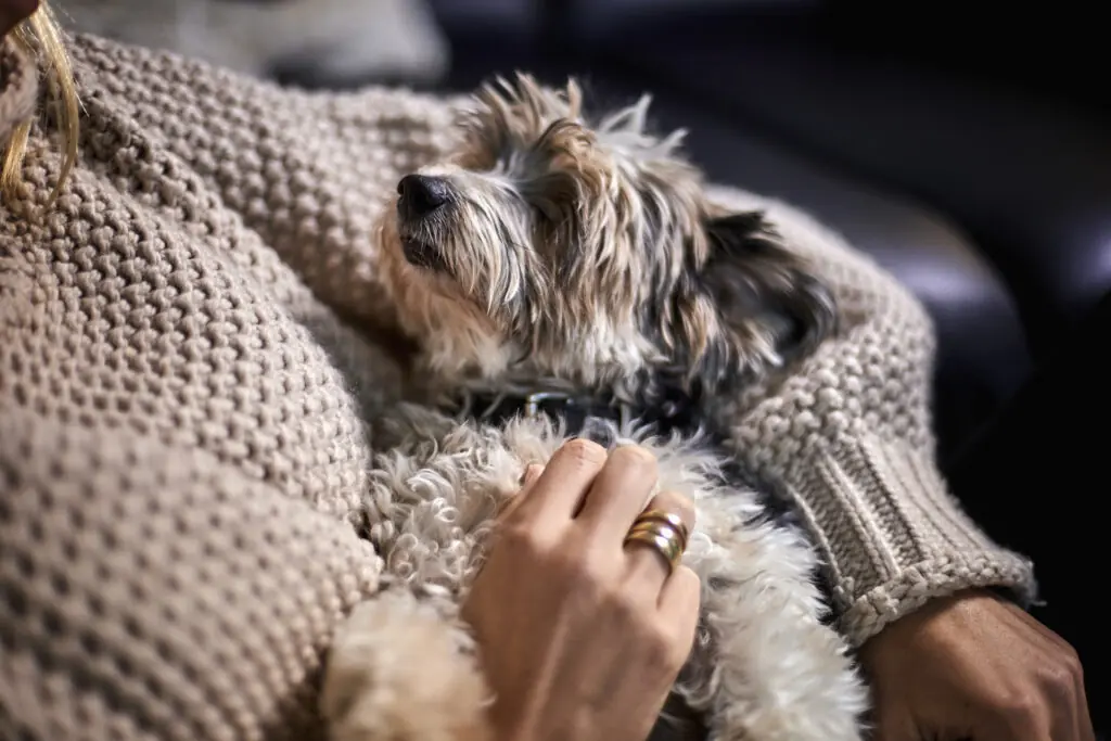Animal behaviorist explains why pet-owners shouldn't hug their dogs - Article Image 1