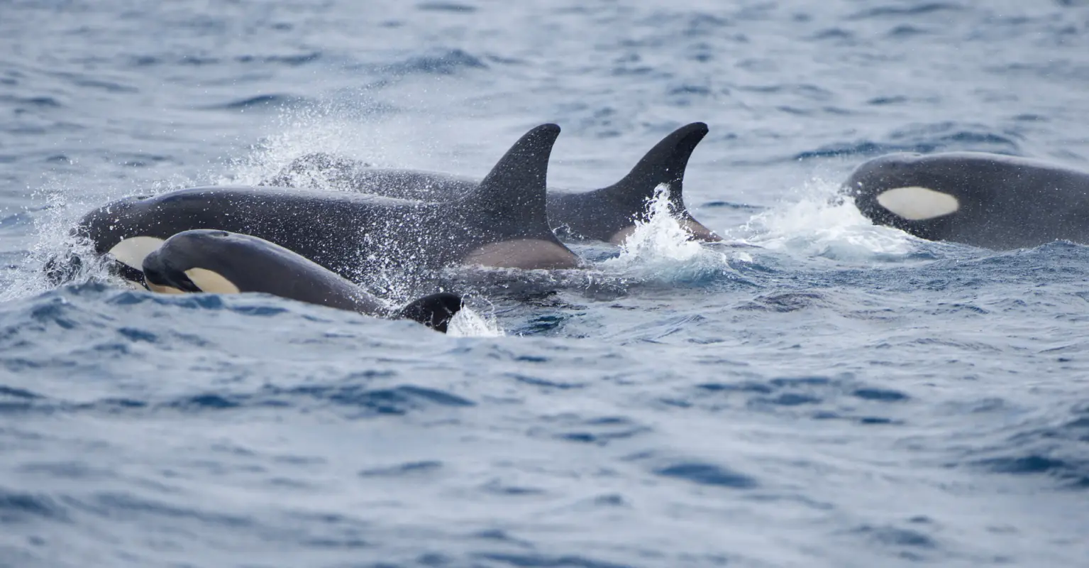 Killer Wales attack boats during round-the-world race: 'We got hit by some orcas'