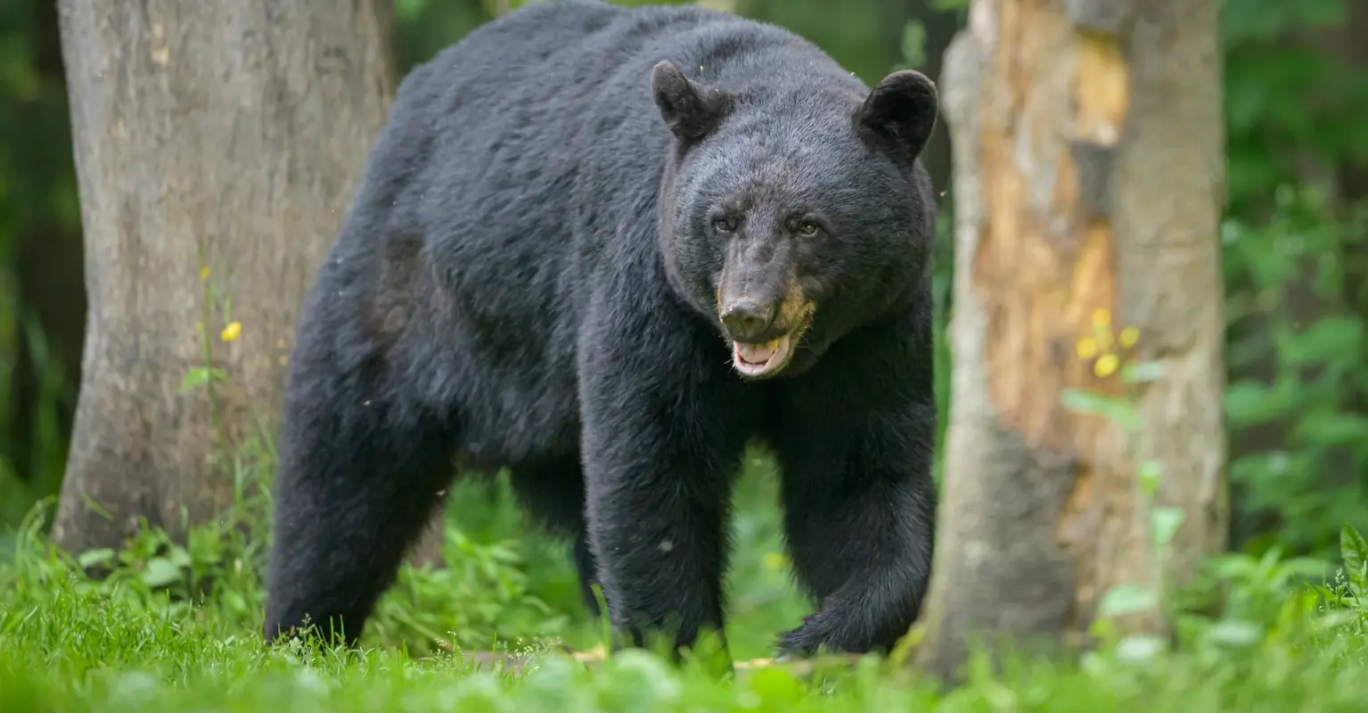 Man, 66, killed by bear in freak attack before onlooker shoots it dead