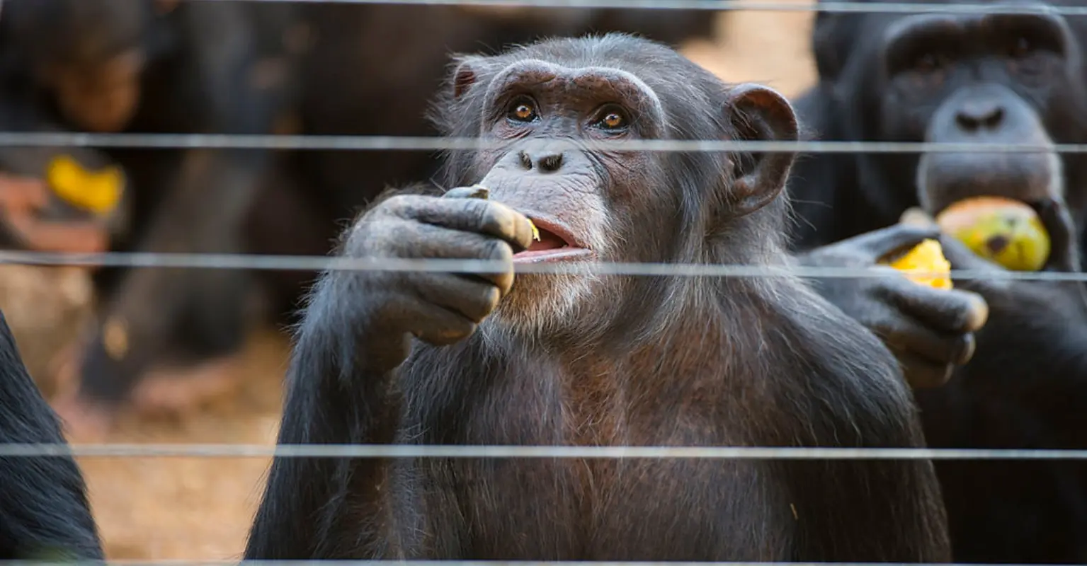 Heartwarming moment chimp who's been caged her entire life sees open sky for the first time