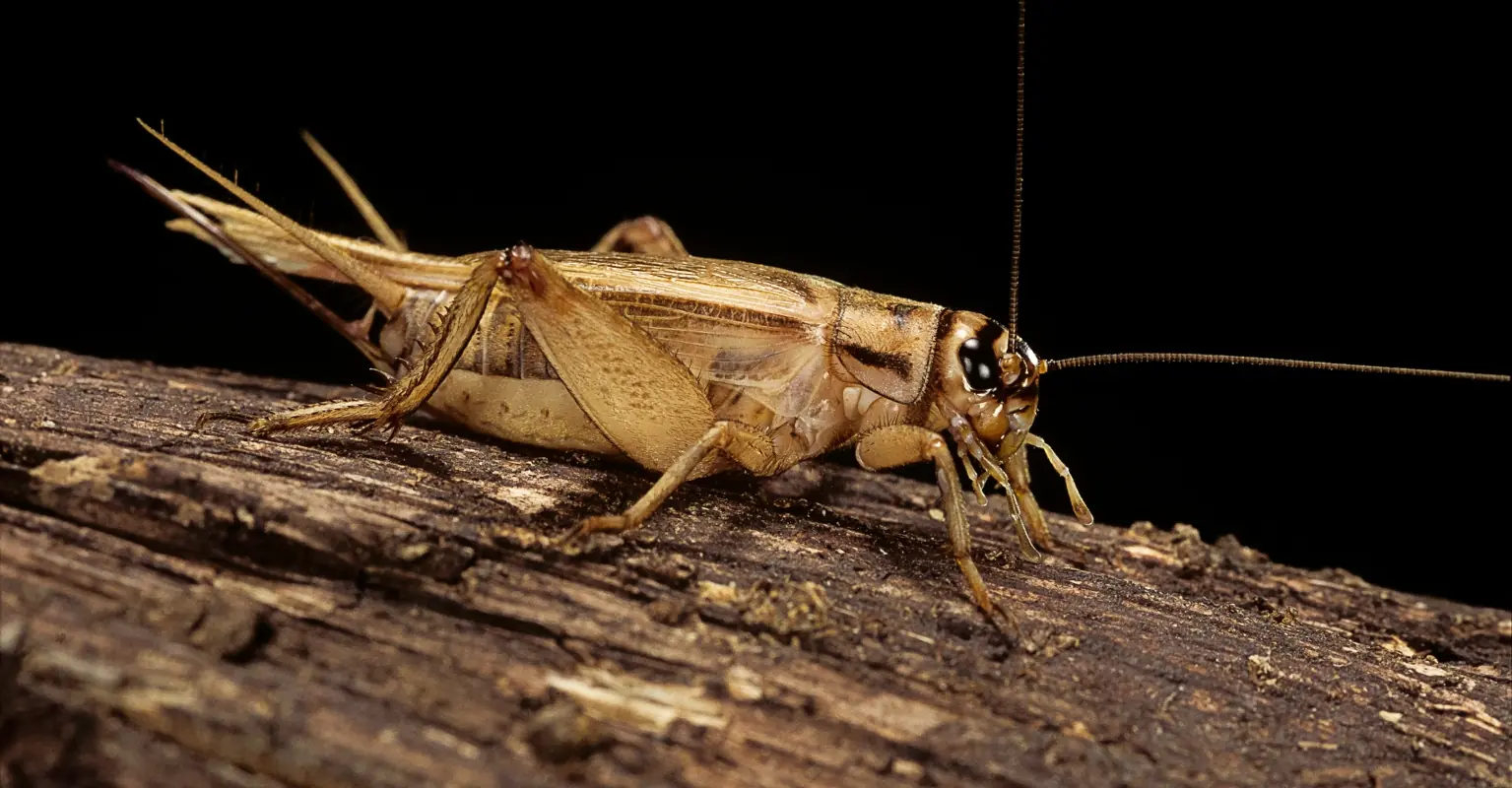 Woman held hostage by thousands of giant crickets coating her home as 'disgusting' insects swarm on US town