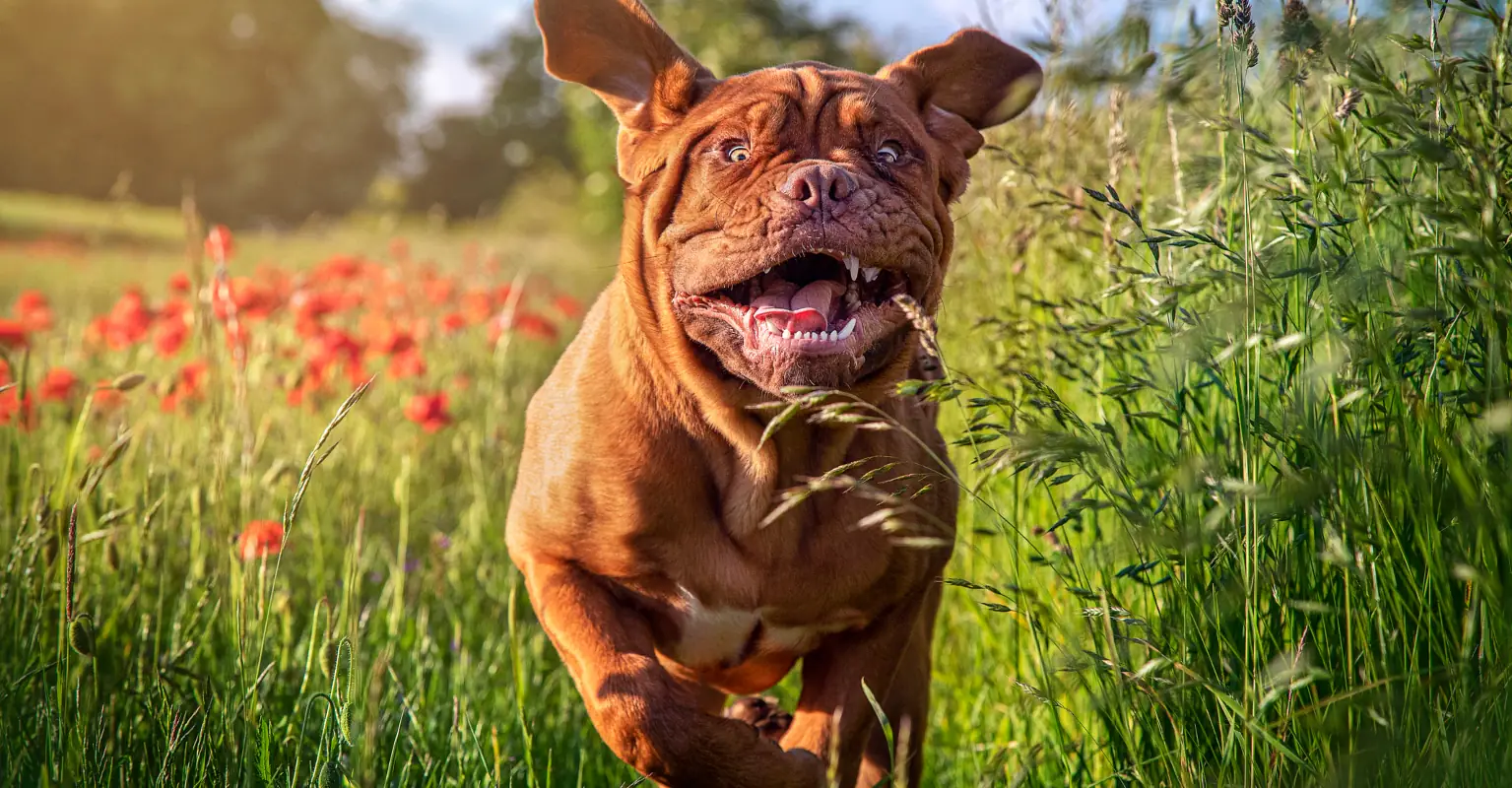 Loyal dog joins 3-year-old during his timeout in sweet viral photo