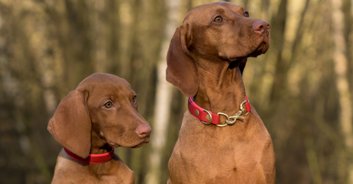 108-year-old woman says the secret to long life is to have dogs instead of children