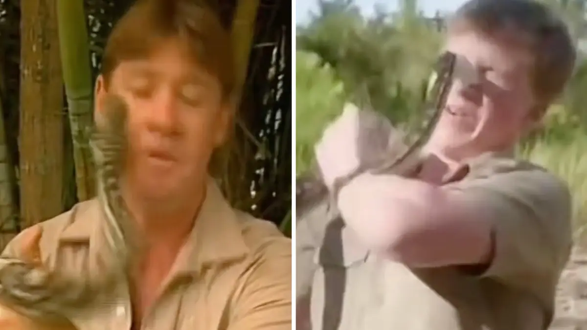 Robert Irwin attacked by same species of snake that bit his dad Steve Irwin