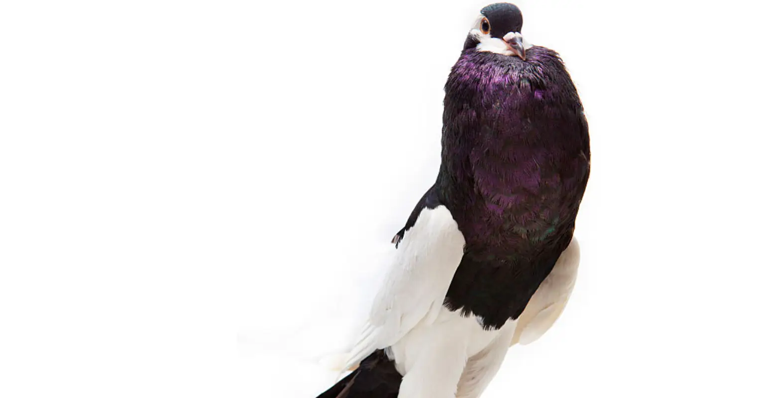 People are calling video of pigeon with giant feet 'nightmare fuel'