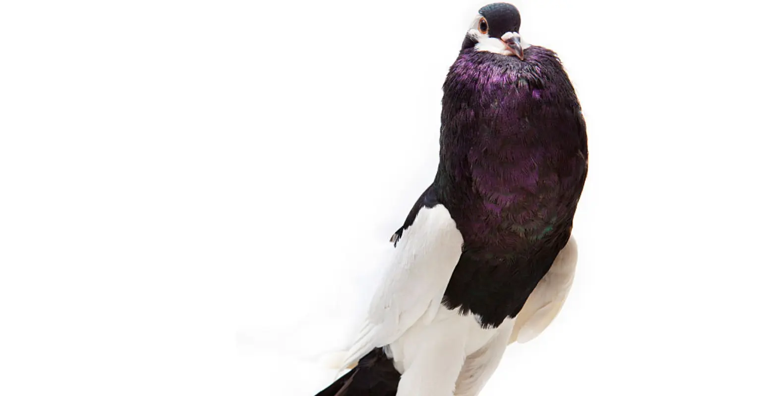 People are calling video of pigeon with giant feet 'nightmare fuel'