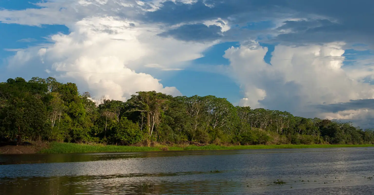 Four children found alive in the Amazon rainforest 40 days after devastating plane crash