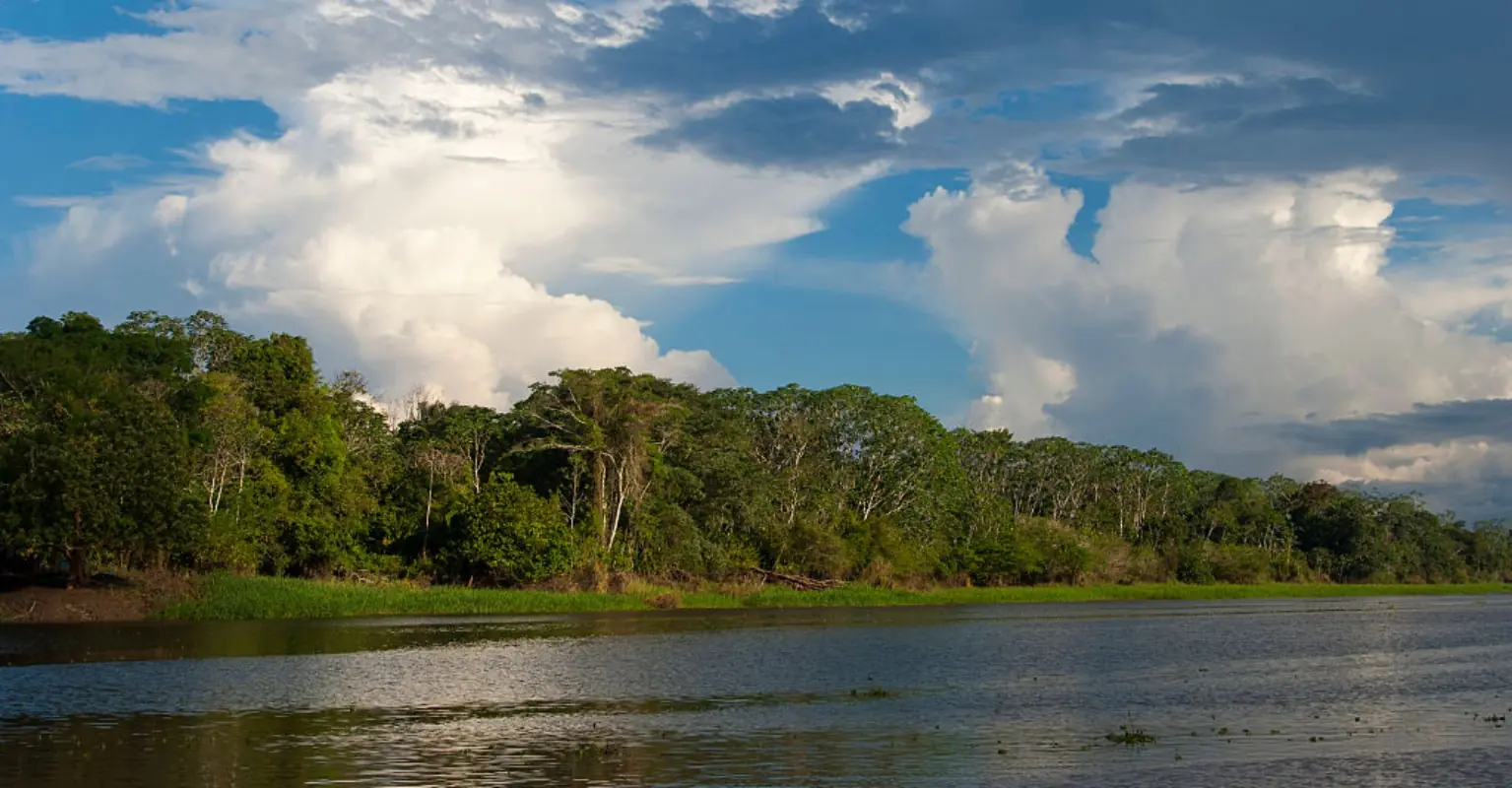 Four children found alive in the Amazon rainforest 40 days after devastating plane crash