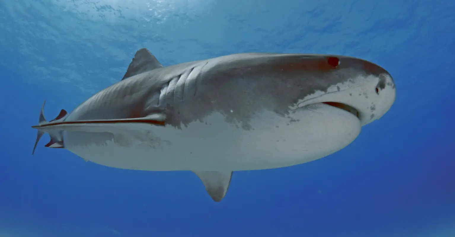 Shark hunted down and killed after devouring man in front of shocked tourists in Egypt