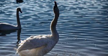 3 teens arrested after 'much loved' swan is killed and eaten