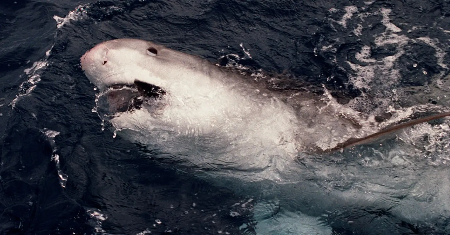 Body parts of tourist killed and eaten by shark are removed, set to be cremated