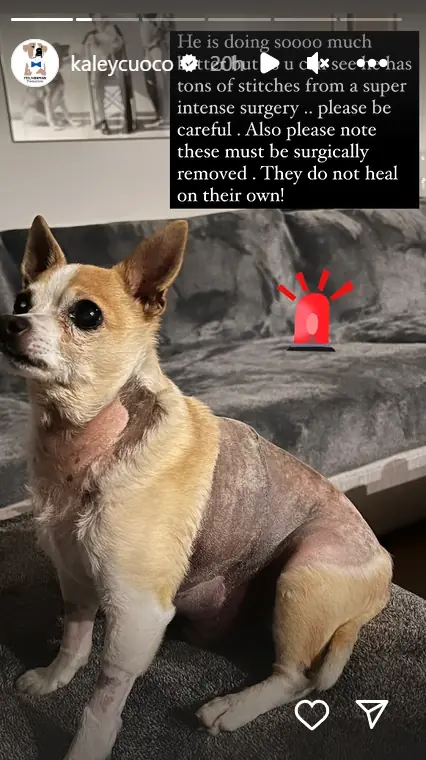 wp-image-1263221442 size-full