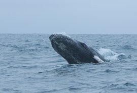 Man swallowed by whale says even scarier things have happened to him