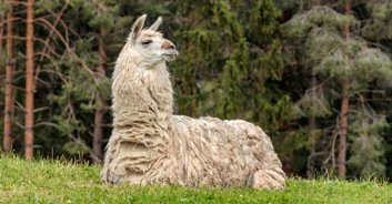 People are in stitches over photos of llama dressed as a groomsman at couple's wedding