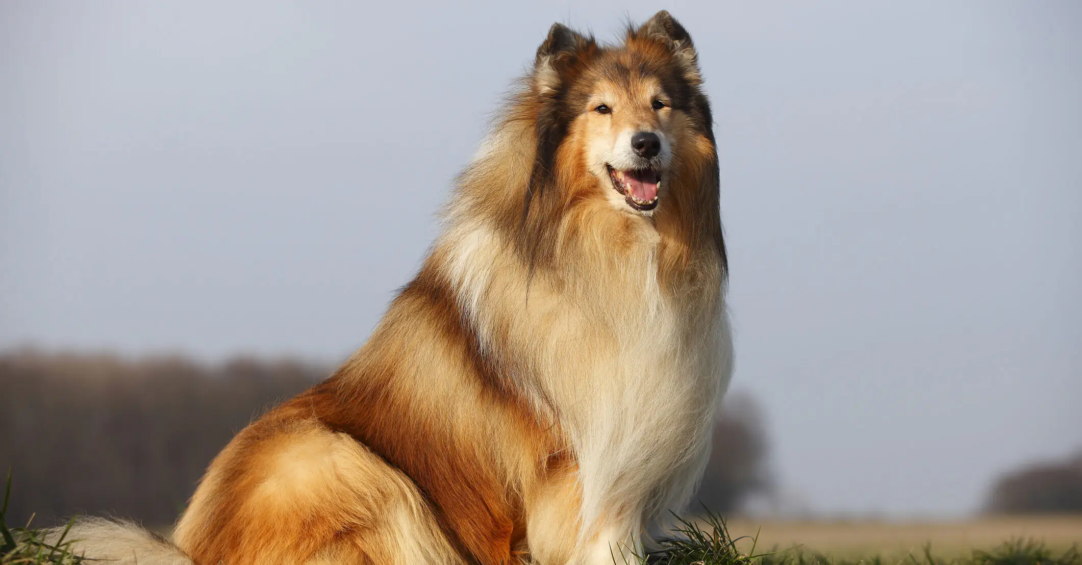 Man who spent $16,000 to 'become a dog' says he's 'fulfilling his dream' as he's taken for a walk