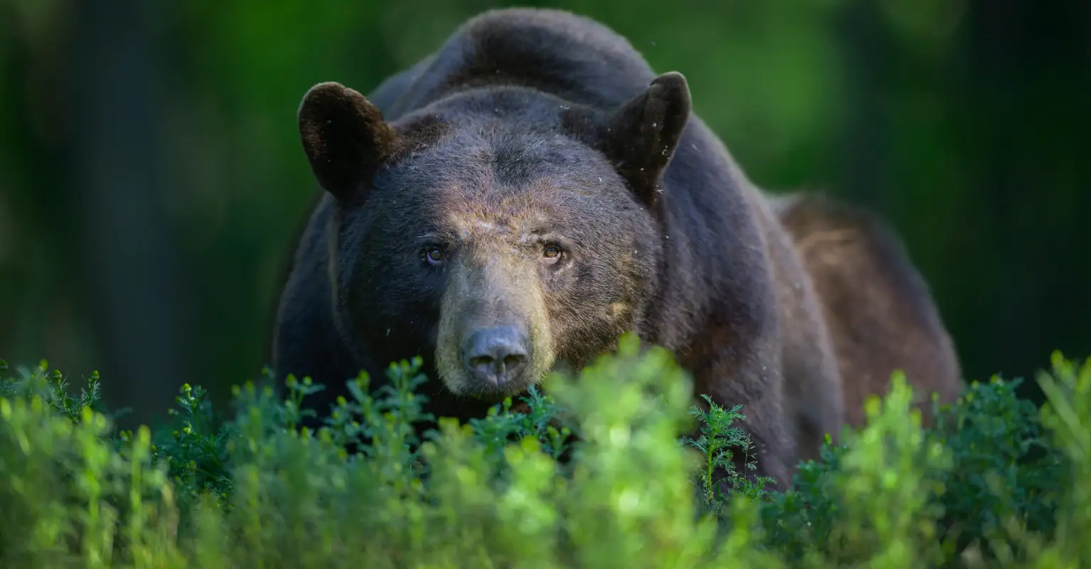 Man gets fired from job after bravely saving baby moose from bear attack: 'I couldn't just leave her there'