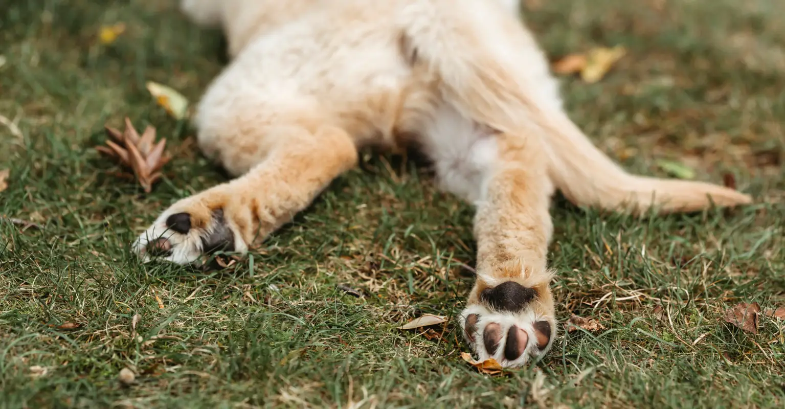 Couple left heartbroken after finding out their dog had been cremated by kennel