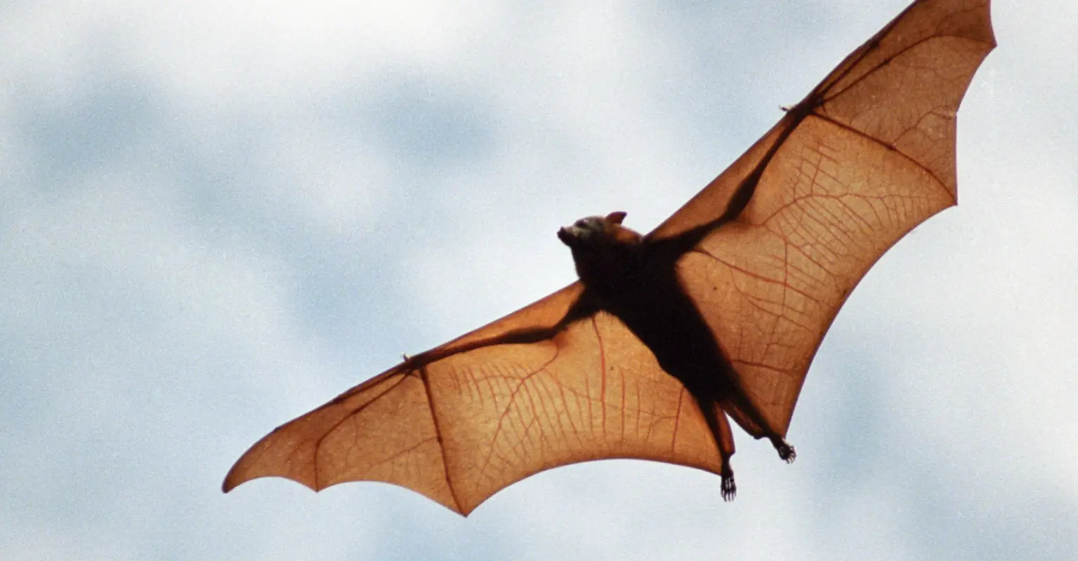 People are divided on whether this photo of a ‘human-sized bat’ is real or not