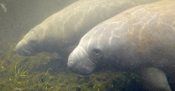 Florida manatee reportedly dies from injuries after 'having sex with his brother'