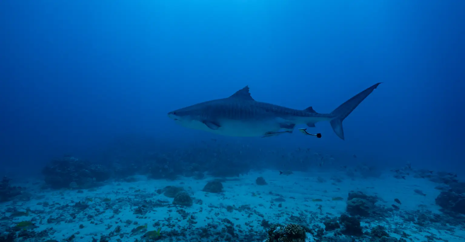 Florida beachgoers baffle the internet with their reactions to huge shark swimming with them