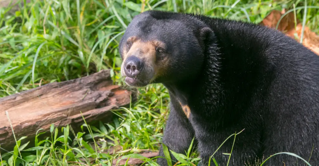 Chinese zoo forced to deny sun bear is a human in a bear suit
