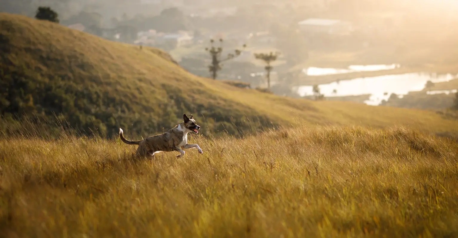 Man who spent $15,000 to 'become a dog' says his family accept his unusual lifestyle