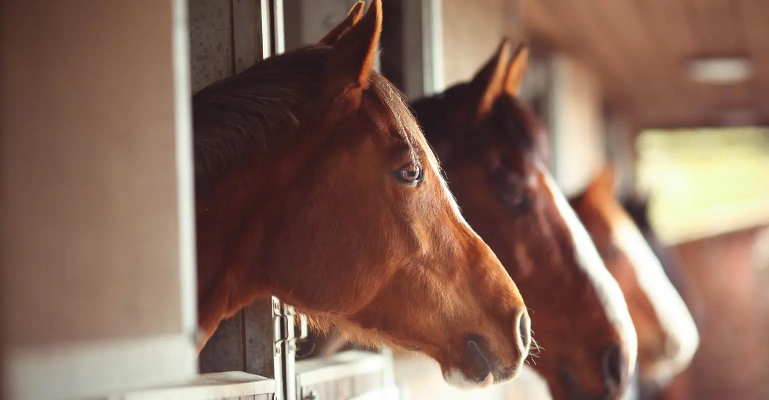 Mom of woman who spent thousands to 'become a horse' finds it 'odd'