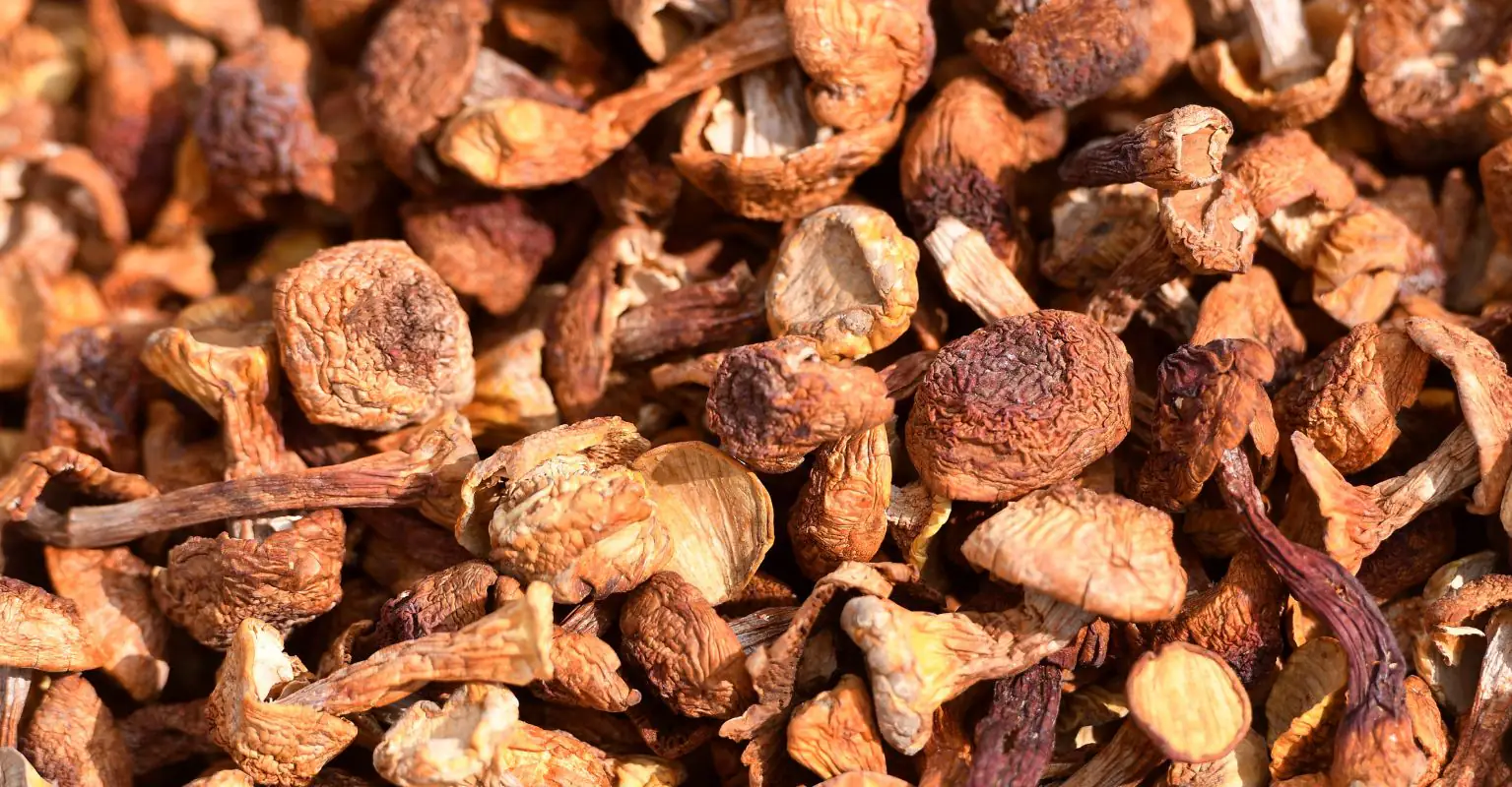 Woman who cooked poisonous mushroom lunch that 'killed 3' says her kids ate the leftovers