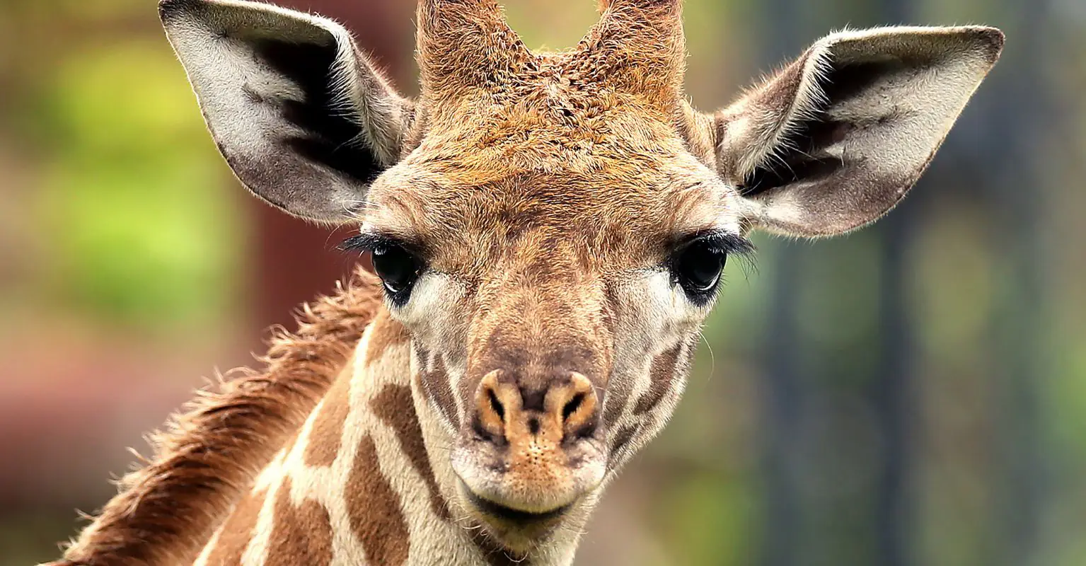 'World's only spotless giraffe' born at Tennessee zoo