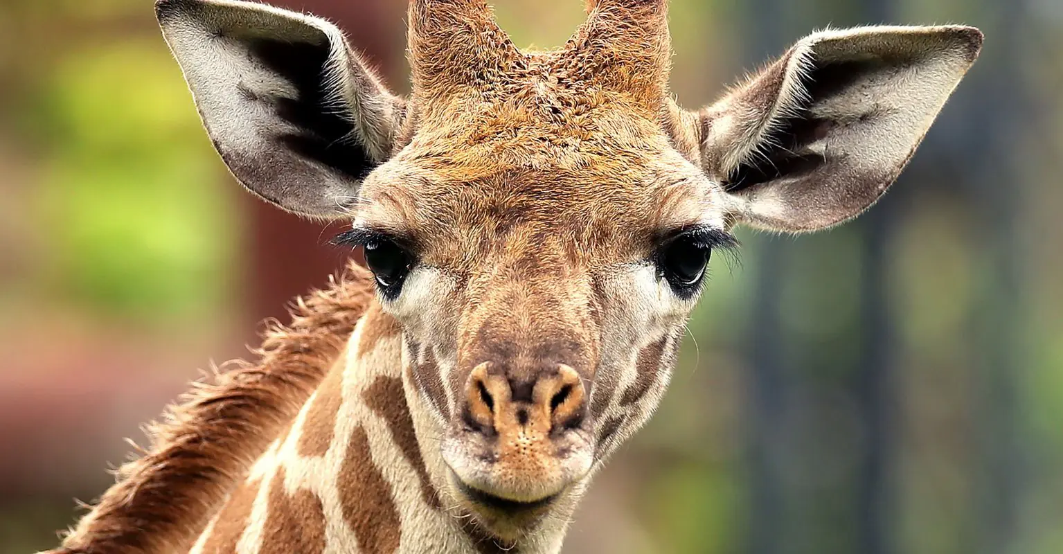 'World's only spotless giraffe' born at Tennessee zoo