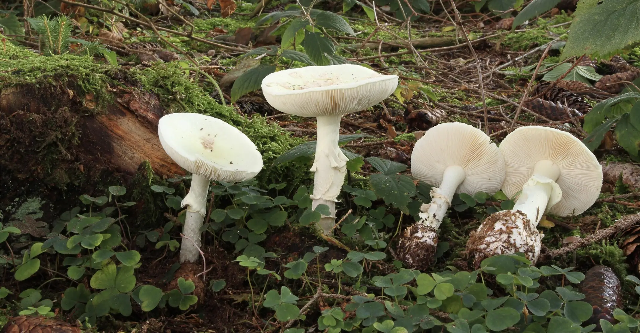 Son of woman 'killed by poisonous mushroom lunch' reveals mom's haunting final text from hospital