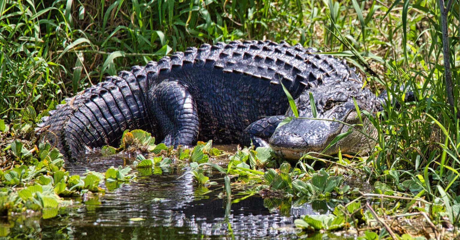'Nightmare' 14ft alligator caught in Mississippi smashes records