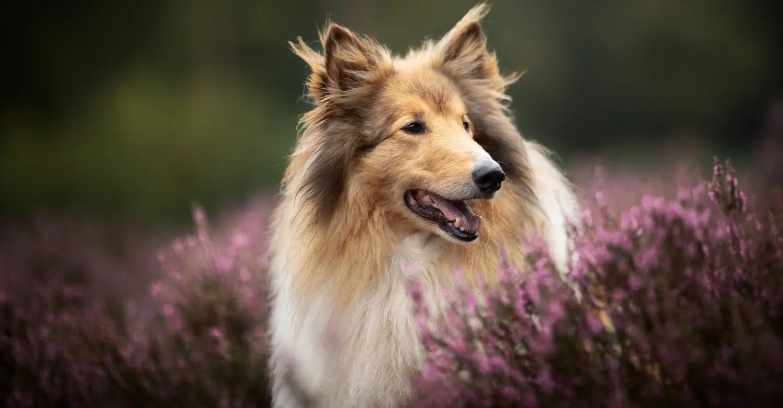 Man who spent $16,000 to 'become a dog' hits back at trolls who say he needs 'therapy'