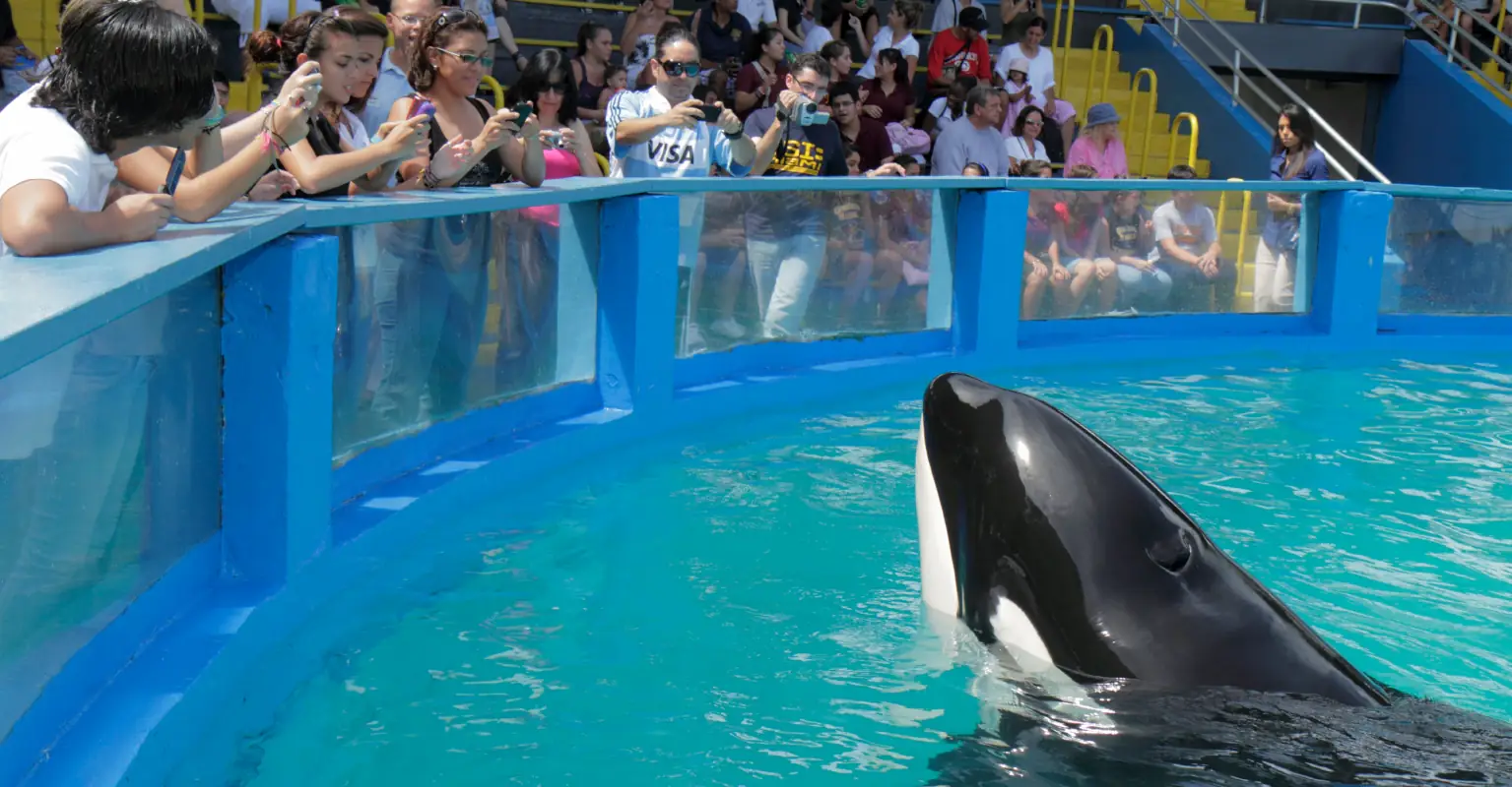 Orca Lolita dies after 52 years in captivity at Miami Seaquarium