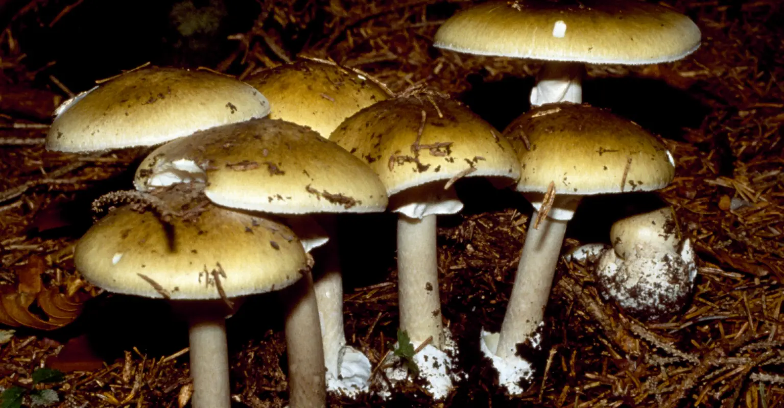 Horrifying new details emerge after woman cooked mushroom lunch that 'killed 3'