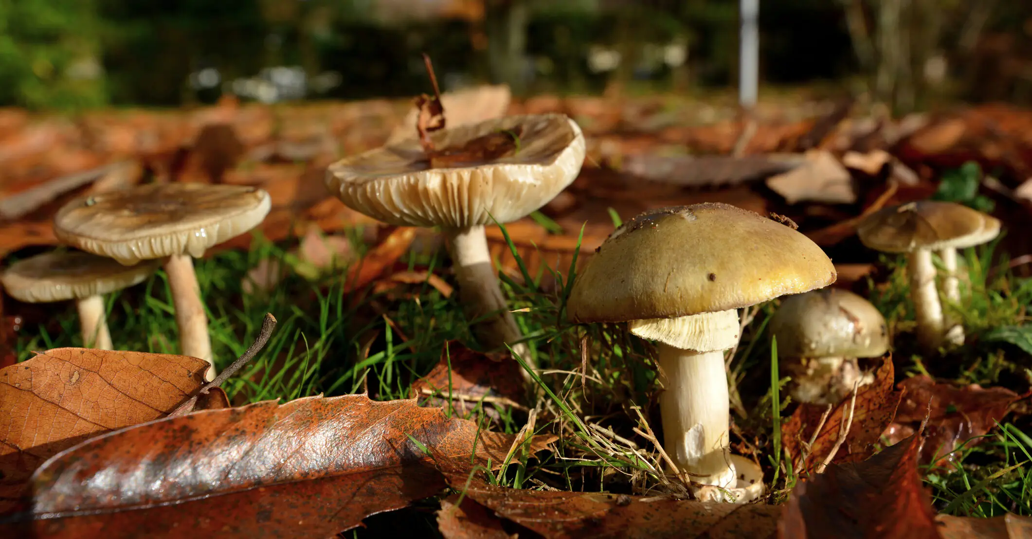 Sole survivor of 'poisonous mushroom lunch' is released from hospital after almost 2 months