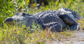 Daughter of woman whose body was found in alligator says mom's death is 'unbearable pain'
