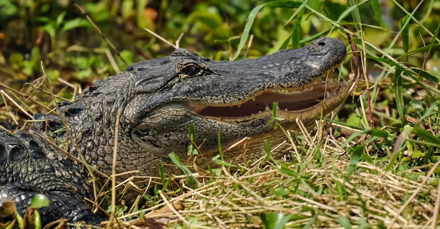 Phillies fan refused entry to game after trying to bring his 'emotional support' alligator
