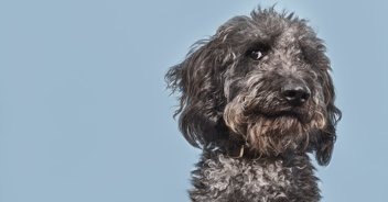 Couple get $1400 refund after being stuck next to 'farting dog' on 13-hour flight