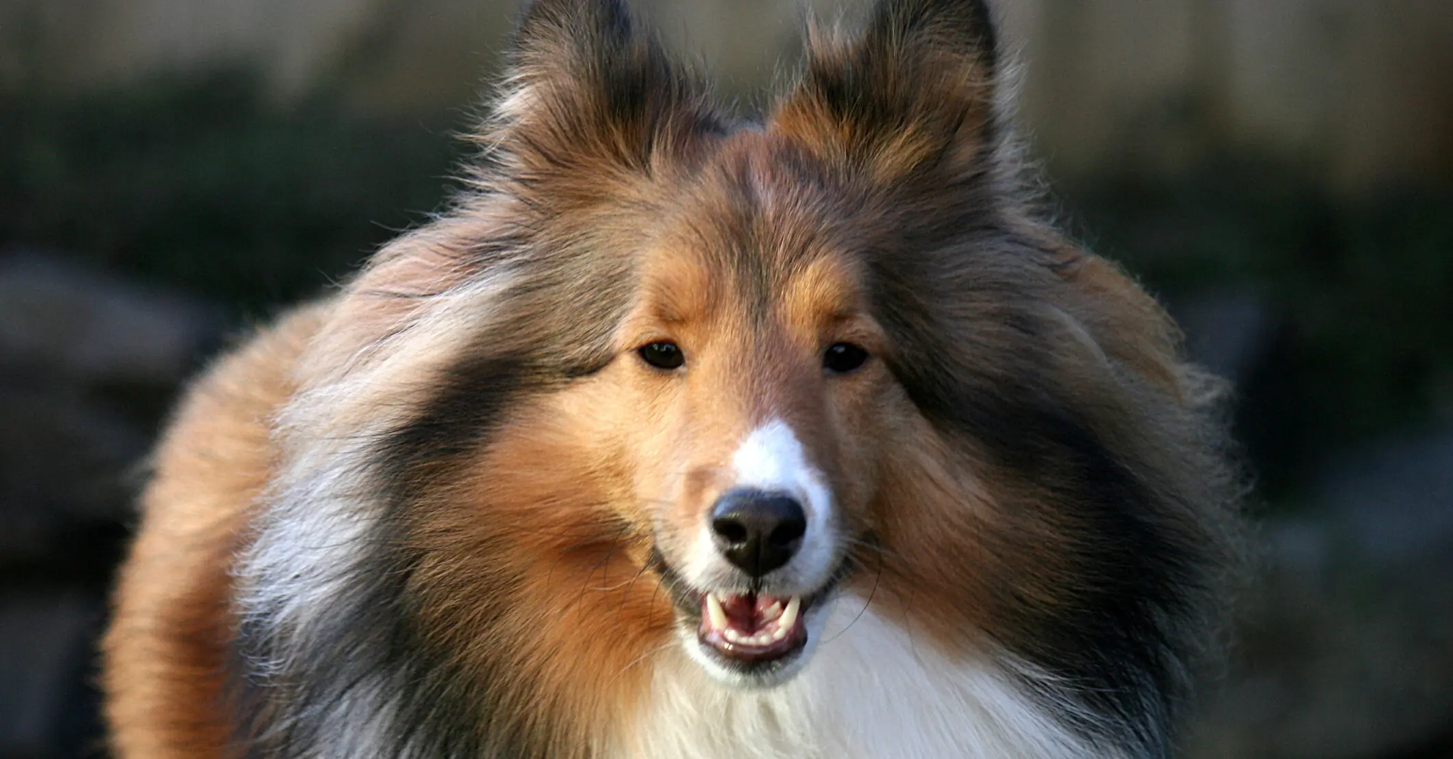 Man who spent $15,000 to 'become a dog' is looking for love