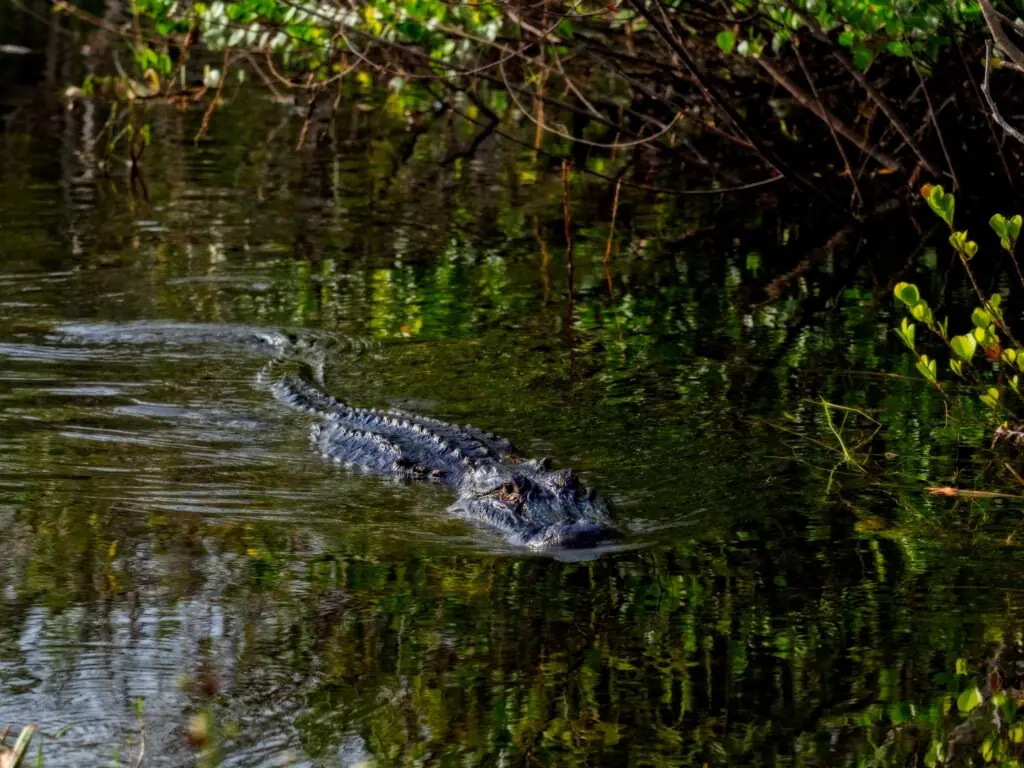 wp-image-1263230081 size-large