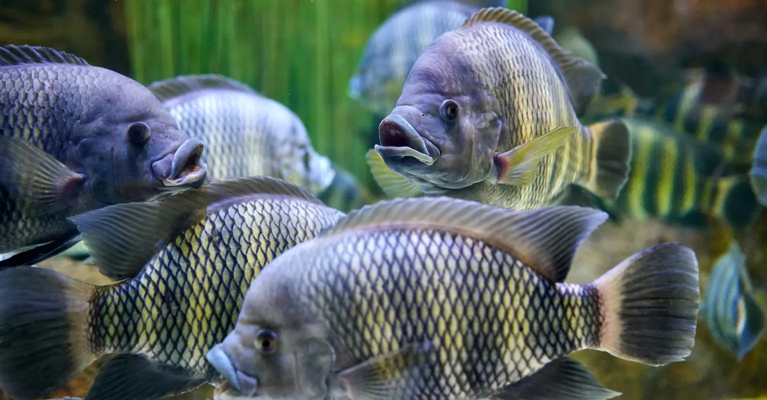 California mom loses all of her limbs 'after eating undercooked tilapia'